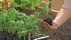Gardening 101 Part  2